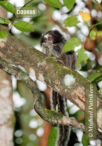 Black-tufted Marmoset (Callithrix penicillata)